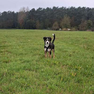 Hundetreffen-Gassi- und Trainingspartner-Bild