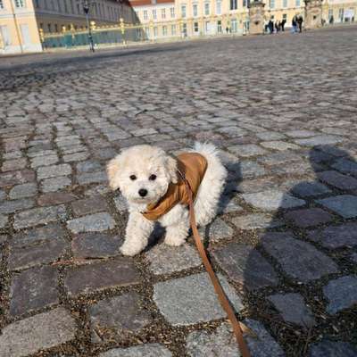 Hundetreffen-Welpentreffen in Charlottenburg-Bild