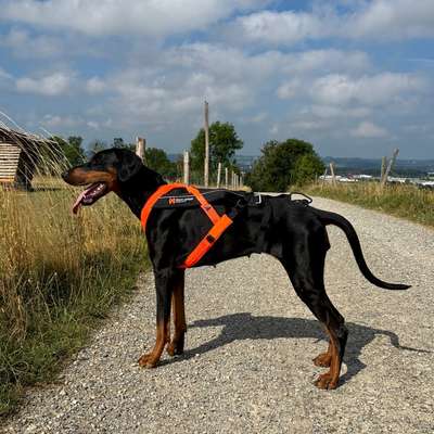 Hundetreffen-Suche Canicross/Walk Partner-Bild