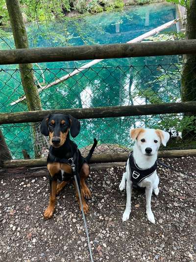 Hundetreffen-Social Walk-Bild