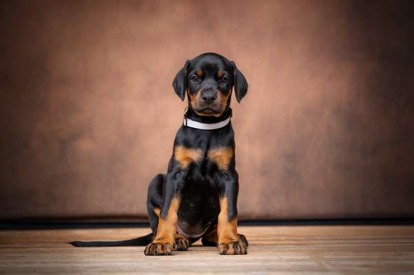 Hundetreffen-Welpentreffen-Bild