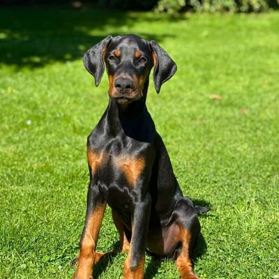 Hundetreffen-Junghundetreffen-Bild