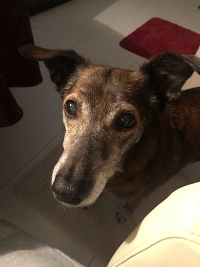 Windhunde - Treffen der besonderen Schönheiten
HERZLICH WILLKOMMEN-Beitrag-Bild