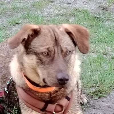 Hundetreffen-RICKLIGEN /Hemmingen-Profilbild