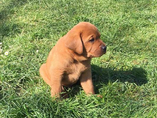 Das erste Bild eures Hundes-Beitrag-Bild