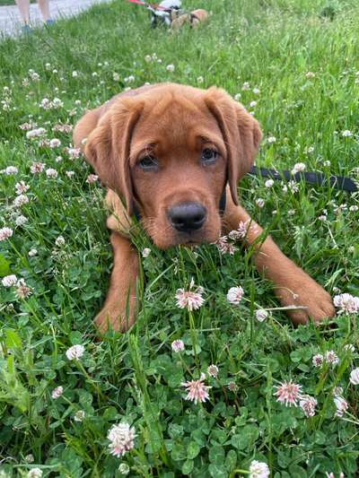 Labradorfans-Beitrag-Bild