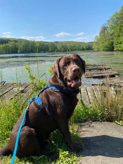 Hundetreffen-Spaziergang und Spiel🐶-Bild