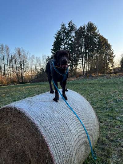 Hundetreffen-Hundesitter (Gassi Geher)-Bild