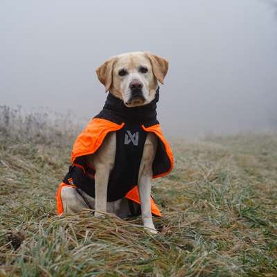 Hundetreffen-Social Walk + Trainingsspaziergang-Bild