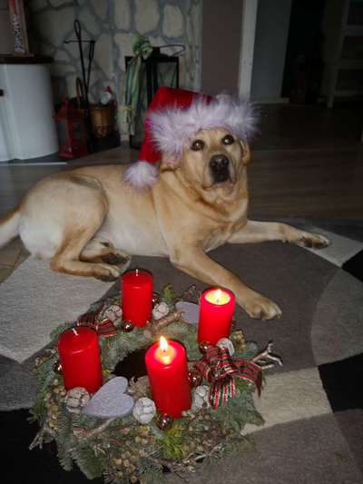 Challenge Nr. 8  Dein Hund im Weihnachtslook-Beitrag-Bild