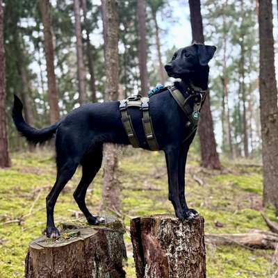 KRITIKOS LAGONIKOS-Beitrag-Bild