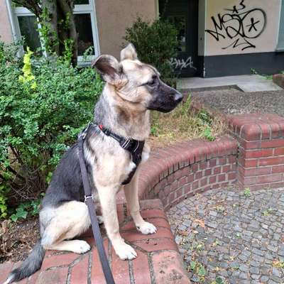 Hundetreffen-Junghund Powerpaket sucht  Junghund Powerpaket-Bild