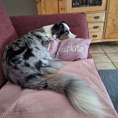 Angehendes Nierenversagen 2 Jähriger Rüde-Beitrag-Bild