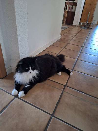 Angehendes Nierenversagen 2 Jähriger Rüde-Beitrag-Bild