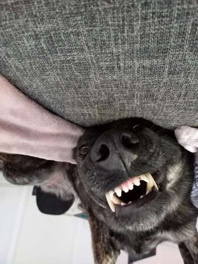 Dogorama Photo Challenge - Details Ganz nah-Beitrag-Bild