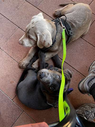 Zeigt her eure Junghunde :)-Beitrag-Bild