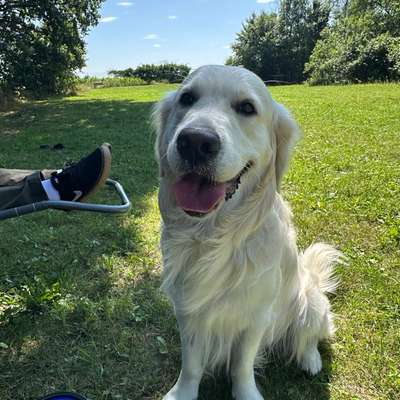 Hundetreffen-Spielkumpel für unseren Golden Retriever gesucht-Bild