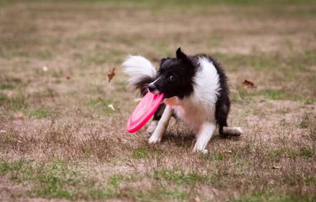 Hundetreffen-Frisbeetraining mit Hund.-Bild