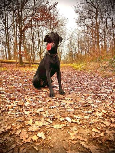 Labradorfans-Beitrag-Bild