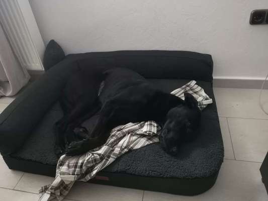 Körbchen / Hundebett-Beitrag-Bild