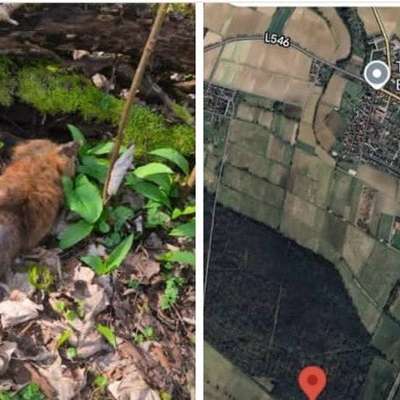 Giftköder-Fuchsräude!-Bild