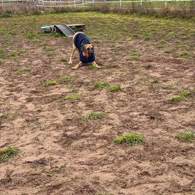 Hundetreffen-Kommunikationsrunden Hund zu Hund-Bild