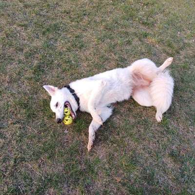 Hundetreffen-Training und Spielen-Bild