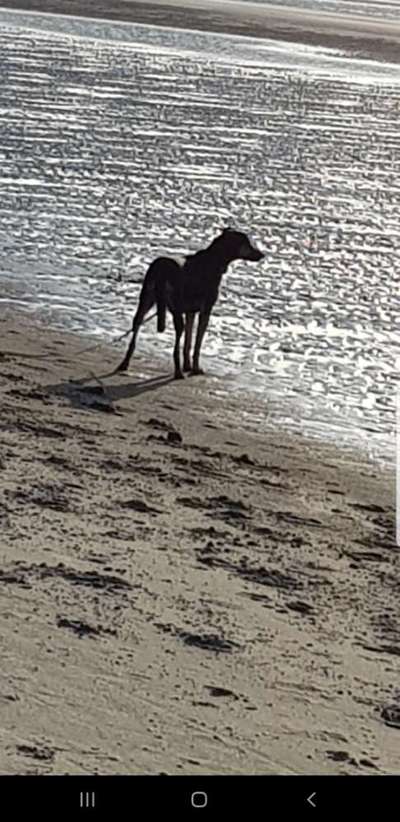 Dogorama-Monats-Challenge-Mai "Wasser"-Beitrag-Bild