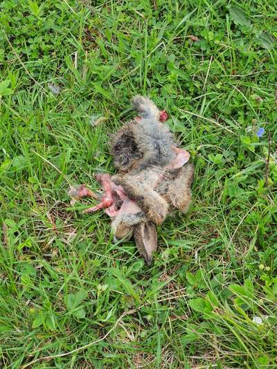 Giftköder-Totes Kaninchen-Baby auf Panzerwiese-Bild