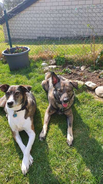 Auslandstierschutz-Beitrag-Bild