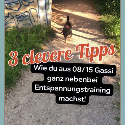 Hundetreffen-Decompression Walk-Bild