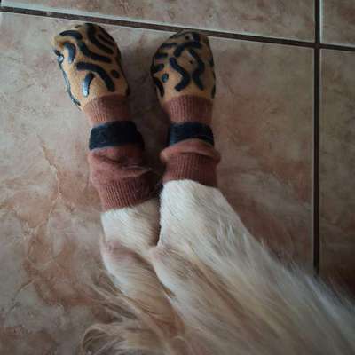 Hund Rutsch auf Laminat aus-Beitrag-Bild