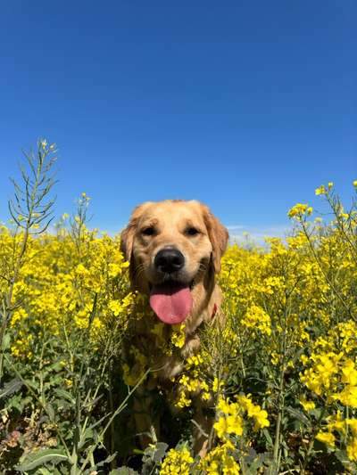 Hundetreffen-Gemeinsame Spaziergänge  Nähe Franckepark-Bild