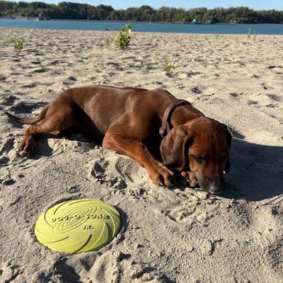 Hundetreffen-Welpentreffen zum Spielen und Spazieren-Bild