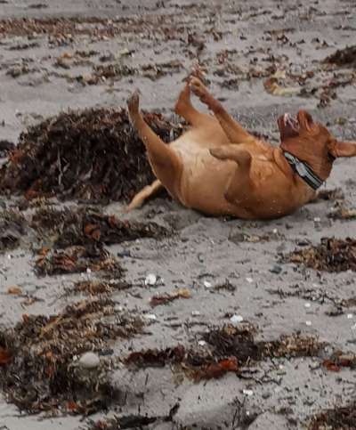 Hunde im Urlaub-Beitrag-Bild