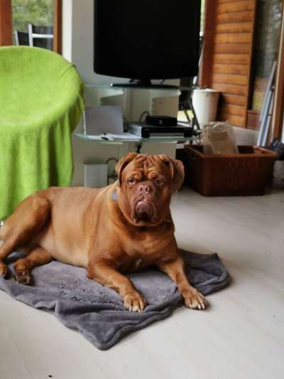 Seltene Rassen!-Beitrag-Bild