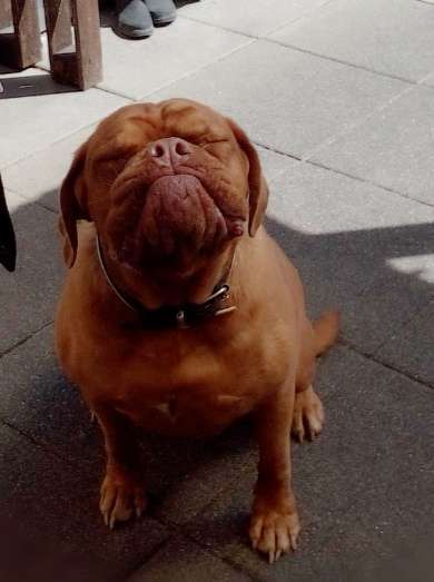 Bordeauxdoggen hier?-Beitrag-Bild