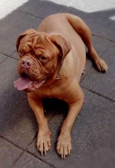 Bordeauxdoggen hier?-Beitrag-Bild