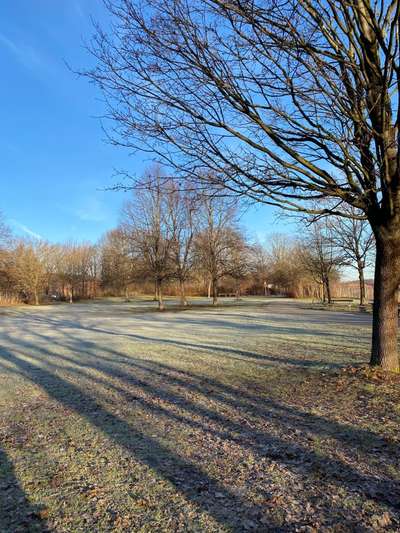 Hundeauslaufgebiet-Große Wiese vor dem Abenteuerspielplatz-Bild