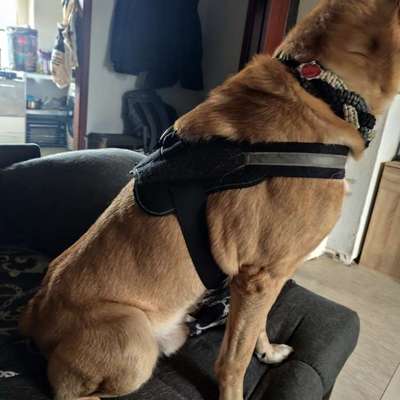 Wie sitzt mein Geschirr?-Beitrag-Bild