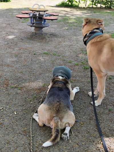 Hundetreffen-Hilfe beim Training und wenn möglich ( von der anderen Seite gewollt Kontakt-Bild