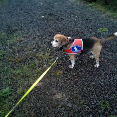 Maulkorb ist gleich Schuldeingeständnis?-Beitrag-Bild