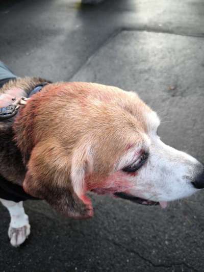 Maulkorb ist gleich Schuldeingeständnis?-Beitrag-Bild