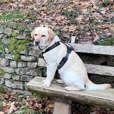 Hundetreffen-Treffen zum gemeinsamen Laufen und Spielen.