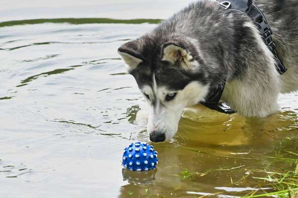 Dogorama-Monats-Challenge-Mai "Wasser"-Beitrag-Bild