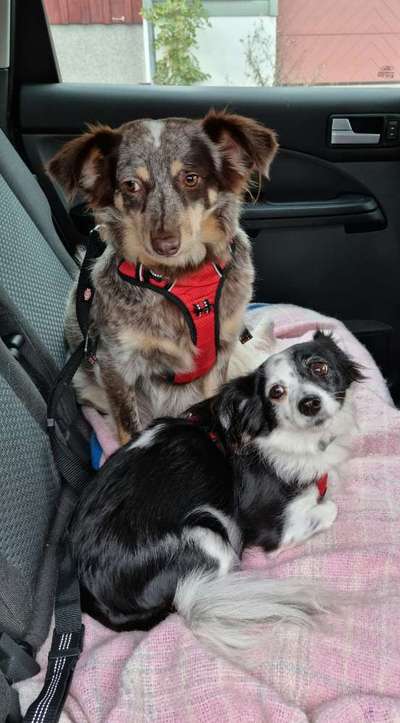 FOTOCHALLENGE 70 - Dein Hund im Auto-Beitrag-Bild