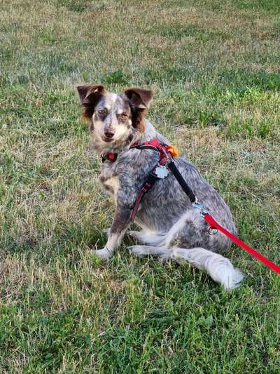 Mischlingshunde Foto Aufruf-Beitrag-Bild