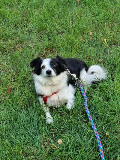 Mischlingshunde Foto Aufruf-Beitrag-Bild