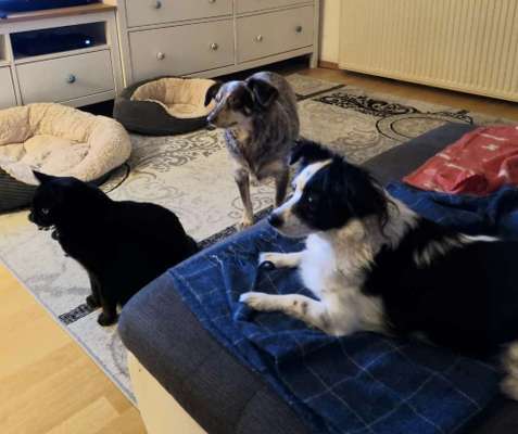 Wo kauft ihr die meisten Sachen für eure süßen Fellnasen-Beitrag-Bild