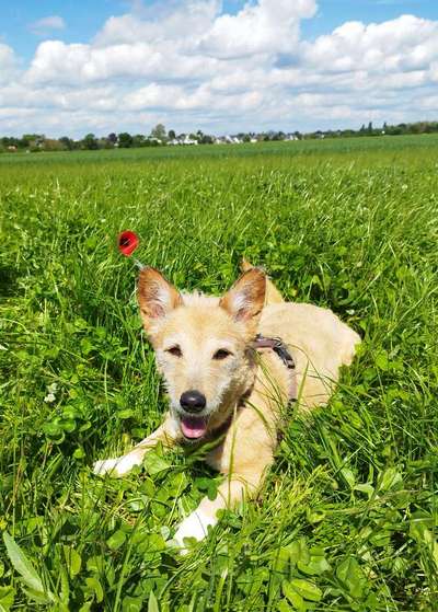 Unsere Fellnasen-Vielfalt im Überblick!-Beitrag-Bild
